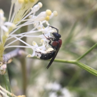 Lasioglossum (Callalictus) callomelittinum (Halictid bee) at ANBG - 4 Oct 2017 by PeterA