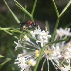 Lasioglossum (Callalictus) callomelittinum at Acton, ACT - 4 Oct 2017