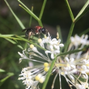 Lasioglossum (Callalictus) callomelittinum at Acton, ACT - 4 Oct 2017