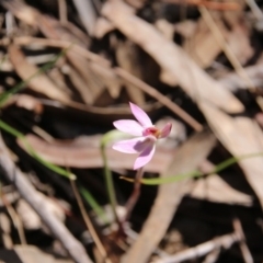 Caladenia fuscata (Dusky Fingers) at Canberra Central, ACT - 3 Oct 2017 by petersan