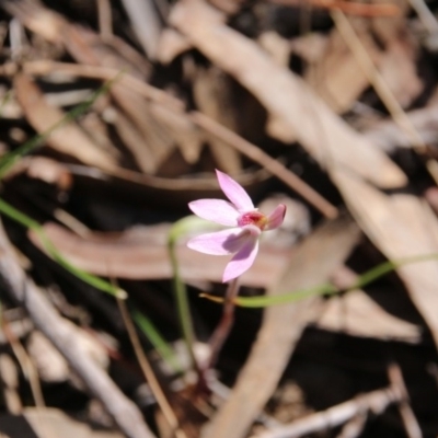 Caladenia fuscata (Dusky Fingers) at Canberra Central, ACT - 2 Oct 2017 by petersan