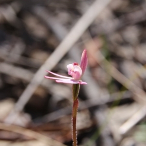 Caladenia fuscata at Canberra Central, ACT - suppressed