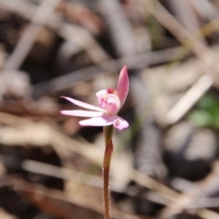 Caladenia fuscata at Canberra Central, ACT - suppressed