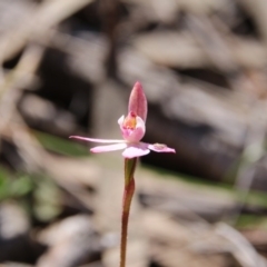 Caladenia fuscata at Canberra Central, ACT - suppressed