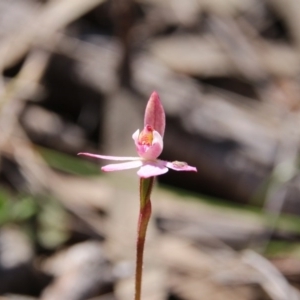 Caladenia fuscata at Canberra Central, ACT - 3 Oct 2017