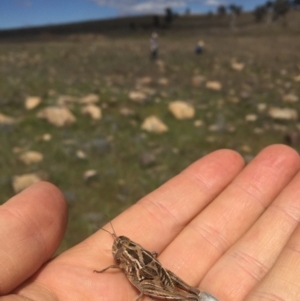 Perunga ochracea at Molonglo River Reserve - 6 Oct 2017