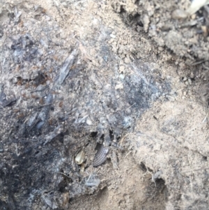 Aprasia parapulchella at Molonglo River Reserve - suppressed