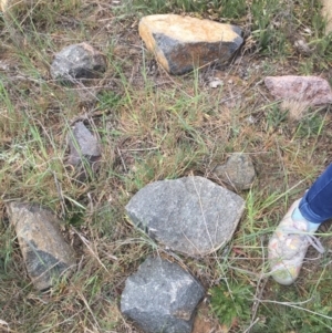 Aprasia parapulchella at Molonglo River Reserve - 6 Oct 2017