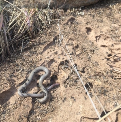 Aprasia parapulchella (Pink-tailed Worm-lizard) at Molonglo Valley, ACT - 6 Oct 2017 by RichardMilner