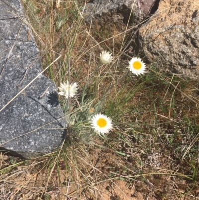 Leucochrysum albicans (Hoary Sunray) at Molonglo Valley, ACT - 6 Oct 2017 by RichardMilner