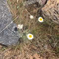 Leucochrysum albicans (Hoary Sunray) at Molonglo Valley, ACT - 6 Oct 2017 by RichardMilner
