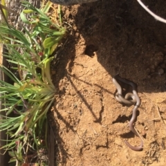 Aprasia parapulchella (Pink-tailed Worm-lizard) at Molonglo River Reserve - 6 Oct 2017 by RichardMilner