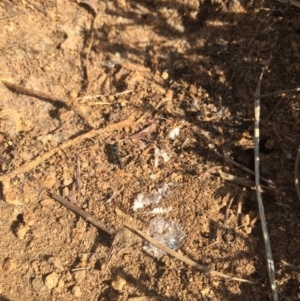 Aprasia parapulchella at Molonglo River Reserve - 6 Oct 2017