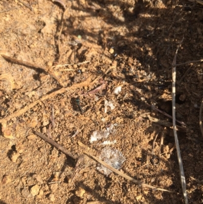 Aprasia parapulchella (Pink-tailed Worm-lizard) at Denman Prospect, ACT - 6 Oct 2017 by RichardMilner