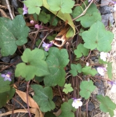 Cymbalaria muralis subsp. muralis (Ivy-leaved Toadflax) at Tura Beach, NSW - 6 Oct 2017 by Carine