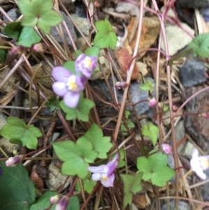 Cymbalaria muralis subsp. muralis at Tura Beach, NSW - 6 Oct 2017