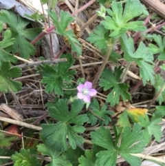 Geranium gardneri (Rough Crane's-Bill) at North Tura Coastal Reserve - 6 Oct 2017 by Carine