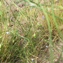 Wahlenbergia gracilis (Australian Bluebell) at North Tura Coastal Reserve - 6 Oct 2017 by Carine