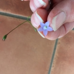 Wahlenbergia gracilis at Tura Beach, NSW - 6 Oct 2017 02:13 PM