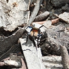 Euophryinae sp.(Undescribed) (subfamily) (A jumping spider) at Wanniassa Hill - 6 Oct 2017 by RyuCallaway