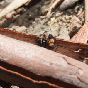 Euophryinae sp.(Undescribed) (subfamily) at Fadden, ACT - 6 Oct 2017