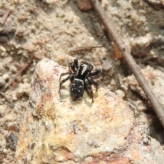 Euophryinae sp.(Undescribed) (subfamily) at Fadden, ACT - 6 Oct 2017