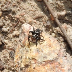 Euophryinae sp.(Undescribed) (subfamily) at Fadden, ACT - 6 Oct 2017