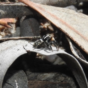 Euophryinae sp.(Undescribed) (subfamily) at Fadden, ACT - 6 Oct 2017