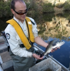 Macquaria australasica (Macquarie Perch) at Wambrook, NSW - 16 Apr 2009 by MichaelMulvaney