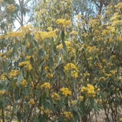 Pomaderris intermedia (Golden Pomaderris) at Canberra Central, ACT - 15 Sep 2017 by Mike