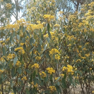 Pomaderris intermedia (Golden Pomaderris) at Black Mountain - 15 Sep 2017 by Mike