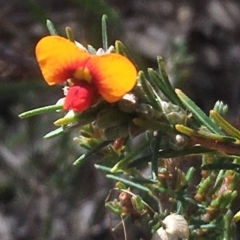 Dillwynia sericea (Egg And Bacon Peas) at Mount Taylor - 6 Oct 2017 by George