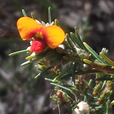 Dillwynia sericea (Egg And Bacon Peas) at Chifley, ACT - 6 Oct 2017 by George