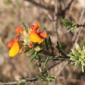 Dillwynia sericea at Chifley, ACT - 6 Oct 2017 05:26 PM