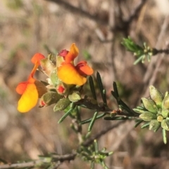 Dillwynia sericea at Chifley, ACT - 6 Oct 2017