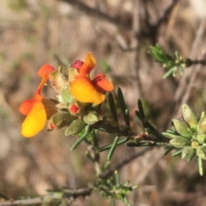 Dillwynia sericea at Chifley, ACT - 6 Oct 2017