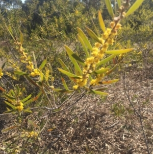 Acacia dawsonii at Pearce, ACT - 6 Oct 2017 05:36 PM