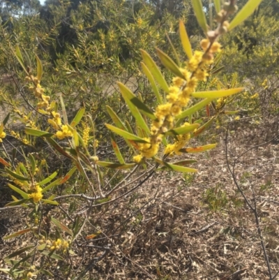 Acacia dawsonii (Dawson's Wattle) at Pearce, ACT - 6 Oct 2017 by George