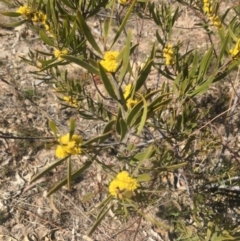 Acacia dawsonii at Pearce, ACT - 6 Oct 2017