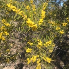 Acacia dawsonii at Pearce, ACT - 6 Oct 2017