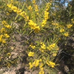 Acacia dawsonii at Pearce, ACT - 6 Oct 2017 05:36 PM