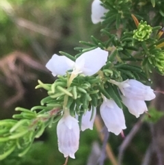 Erica lusitanica (Spanish Heath ) at Mount Taylor - 6 Oct 2017 by George