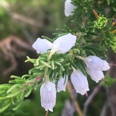 Erica lusitanica (Spanish Heath ) at Fisher, ACT - 6 Oct 2017 by George