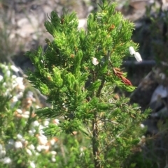 Erica lusitanica at Fisher, ACT - 6 Oct 2017