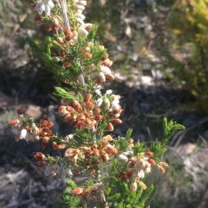 Erica lusitanica at Fisher, ACT - 6 Oct 2017