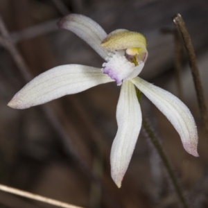 Caladenia ustulata at Gungahlin, ACT - suppressed