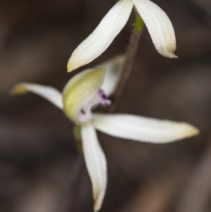 Caladenia ustulata at Gungahlin, ACT - suppressed