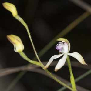 Caladenia ustulata at Gungahlin, ACT - suppressed