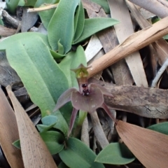 Chiloglottis x pescottiana (Bronze Bird Orchid) at Acton, ACT - 6 Oct 2017 by DerekC