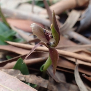 Chiloglottis x pescottiana at Acton, ACT - 6 Oct 2017